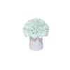 Mint- Mini Bouquet of Rose in White Box